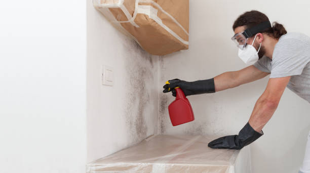Professional Basement Mold Remediation technician working in Sea Cliff, NY